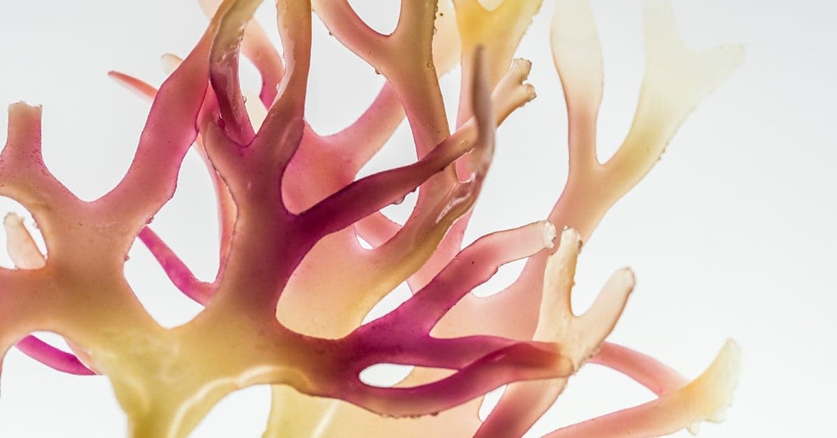 Sea moss: Should you believe the buzz?